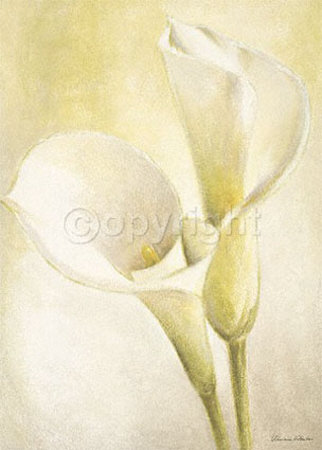 White Callas Print White Callas Print