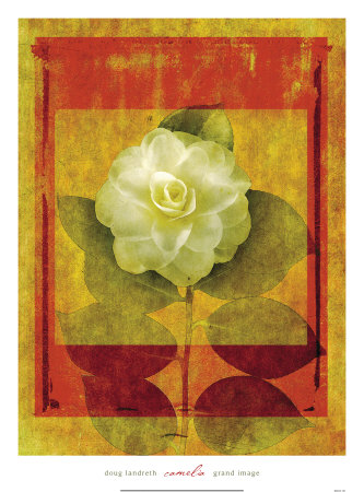 Camelia Print Camelia Print