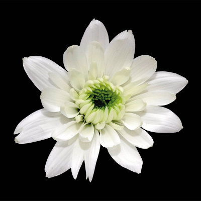 Monochrome Daisy Print Monochrome Daisy Print