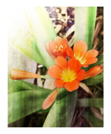 red flower Photographic Print red flower Photographic Print