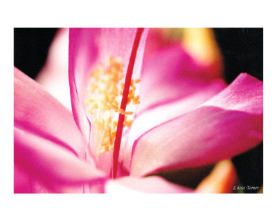 Flor de maio Photographic Print Flor de maio Photographic Print