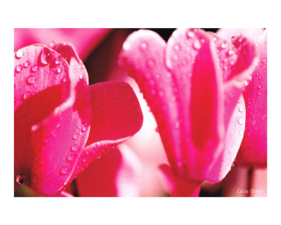 Rosa choque Photographic Print Rosa choque Photographic Print