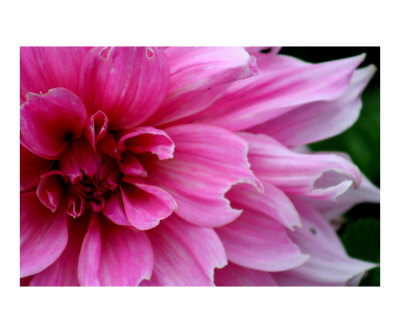 Golden Gate Flower Photographic Print Golden Gate Flower Photographic Print