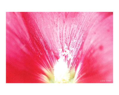Luz da lua Photographic Print Luz da lua Photographic Print