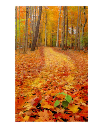 Still Green Photographic Print Still Green Photographic Print