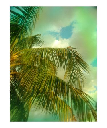 Palm Mist Photographic Print Palm Mist Photographic Print