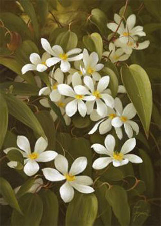 Clematis Print Clematis Print