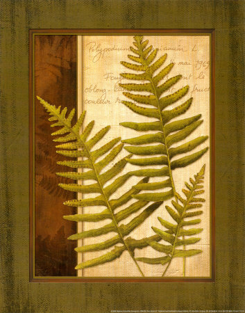 Fern Grotto III Print Fern Grotto III Print
