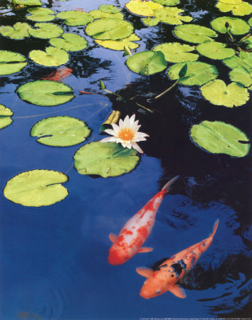 Koi Pond II Print Koi Pond II Print
