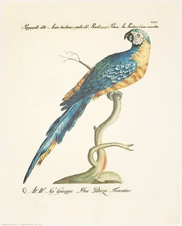 Parrots Print Parrots Print