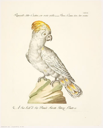Parrots Print Parrots Print