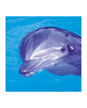 Flipper Photographic Print Flipper Photographic Print