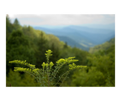 Goldenrod Photographic Print Goldenrod Photographic Print
