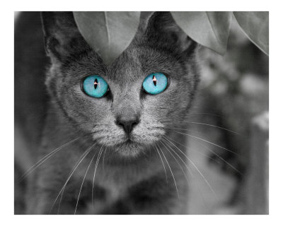Ole' Blue Eyes Photographic Print Ole' Blue Eyes Photographic Print