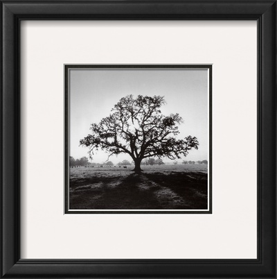 Oak Tree, Sunrise Framed Print Oak Tree, Sunrise Framed Print