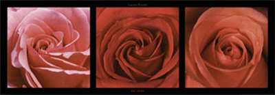 Red Roses Print Red Roses Print