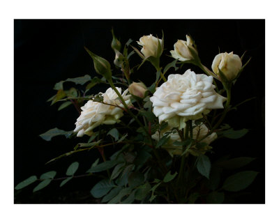 White Roses Photographic Print White Roses Photographic Print