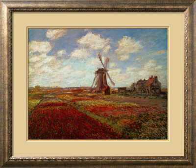 Tulips in Holland Framed Print Tulips in Holland Framed Print