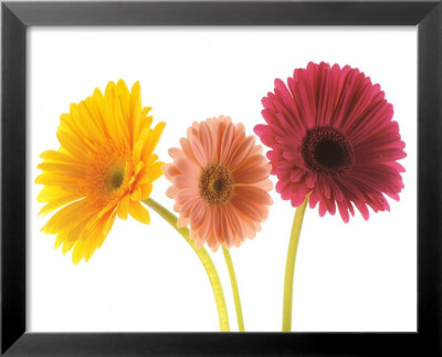 Three Gerberas Framed Print Three Gerberas Framed Print