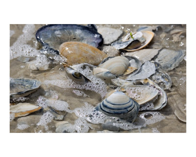Shell Colors Other Shell Colors Other