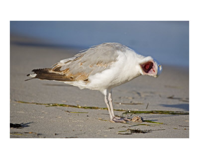 Open Wide Other Open Wide Other