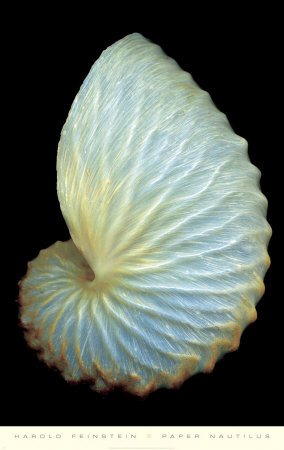 Paper Nautilus Print Paper Nautilus Print
