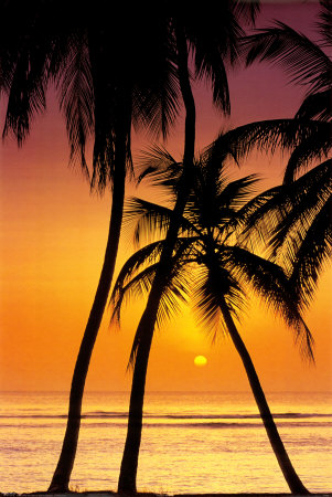 Tropical Sunset Poster Tropical Sunset Poster