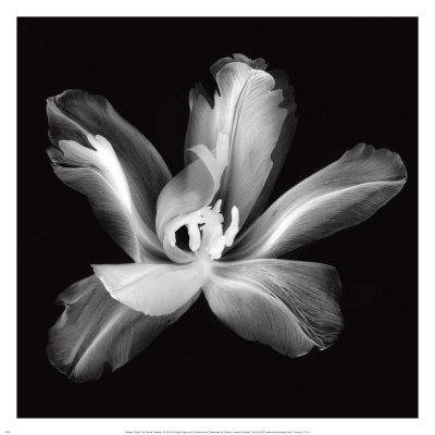 Radiant Tulip IV Print Radiant Tulip IV Print