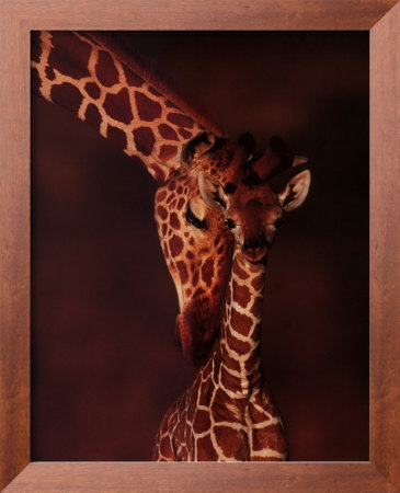 Giraffe Framed Print Giraffe Framed Print