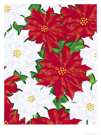 Poinsettia Pattern Premium Poster Poinsettia Pattern Premium Poster