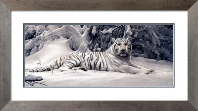 White Tiger Framed Print White Tiger Framed Print