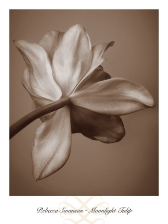 Moonlight Tulip Print Moonlight Tulip Print