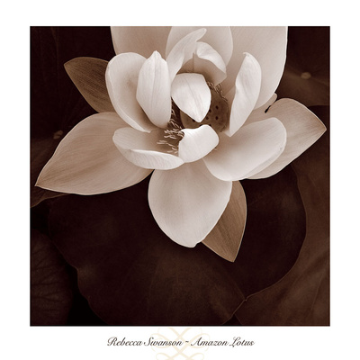 Amazon Lotus Print Amazon Lotus Print