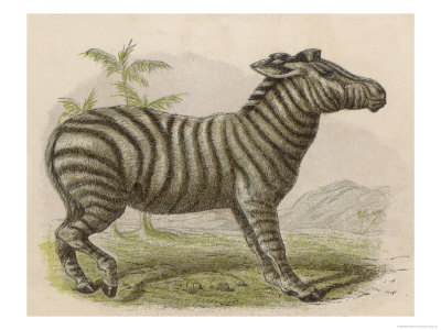 Zebra Giclee Print Zebra Giclee Print
