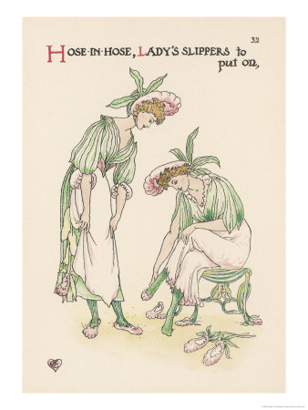 Lady's Slipper Giclee Print Lady's Slipper Giclee Print