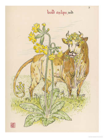 Oxlips and Ox Giclee Print Oxlips and Ox Giclee Print