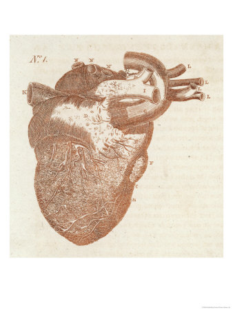 heart diagram with labels. human heart diagram with