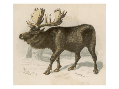 Moose or Elk Giclee Print Moose or Elk Giclee Print