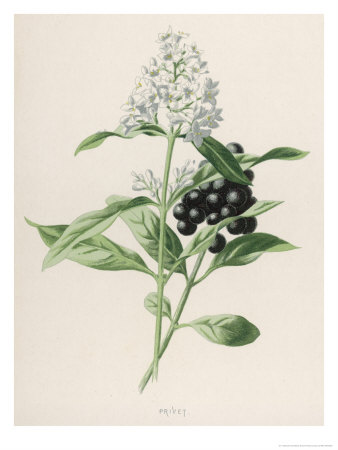 Privet Giclee Print