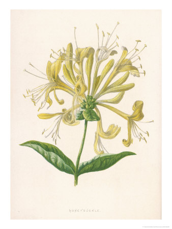 Honeysuckle Giclee Print