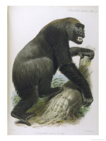 An Adult Male Giclee Print An Adult Male Giclee Print