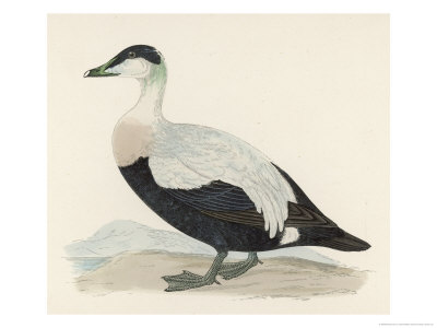 Eider Duck Giclee Print Eider Duck Giclee Print