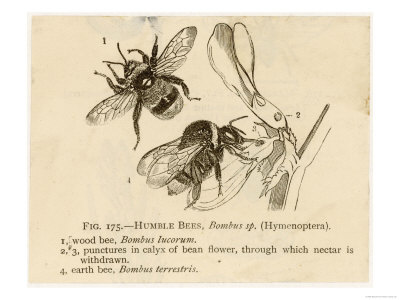 Humble Bees Giclee Print Humble Bees Giclee Print