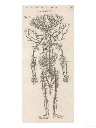 The Arteries of the Human Body Giclee Print The Arteries of the Human Body Giclee Print