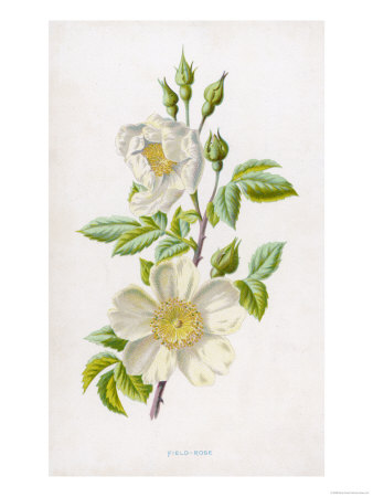 White Field Rose Giclee Print White Field Rose Giclee Print