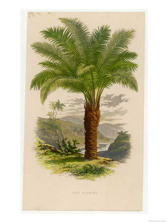 Palm Tree (Sago): Cycas Ruminiana Giclee Print Palm Tree (Sago): Cycas Ruminiana Giclee Print