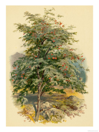 Mountain Ash or Rowan Tree Giclee Print Mountain Ash or Rowan Tree Giclee Print