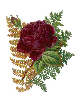 Red Rose and Ferns Giclee Print Red Rose and Ferns Giclee Print
