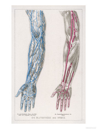 Vein And Artery Diagram. Head circulates throughout the makeup of human