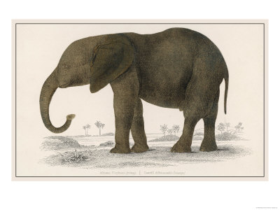 Young African Elephant Giclee Print Young African Elephant Giclee Print